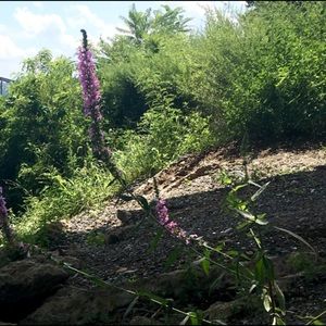 Meet your Posher, Breya